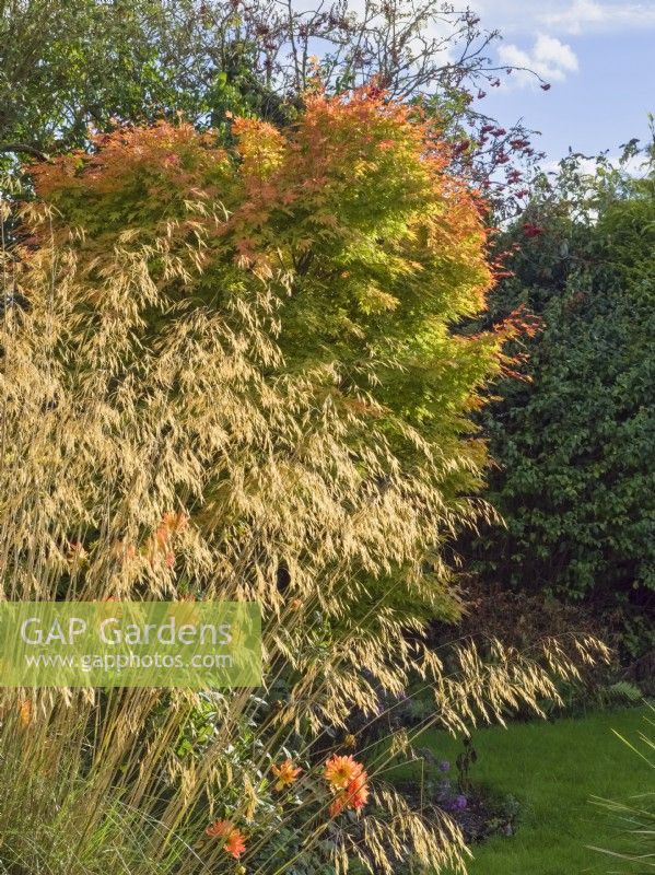 Acer palmatum 'Sango kaku' - Japanese Maple with Stipa gigantea in foreground