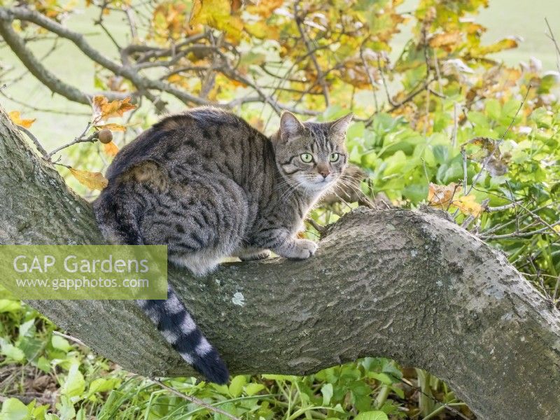 Tabby Cat - sitting on Oak branch