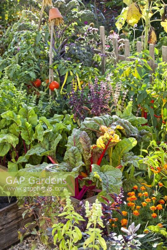 Mixed bed in kitchen garden includes purple sage, French marigold, basil, Swiss chard, peppers, beetroot, tomatoes and curly kale.