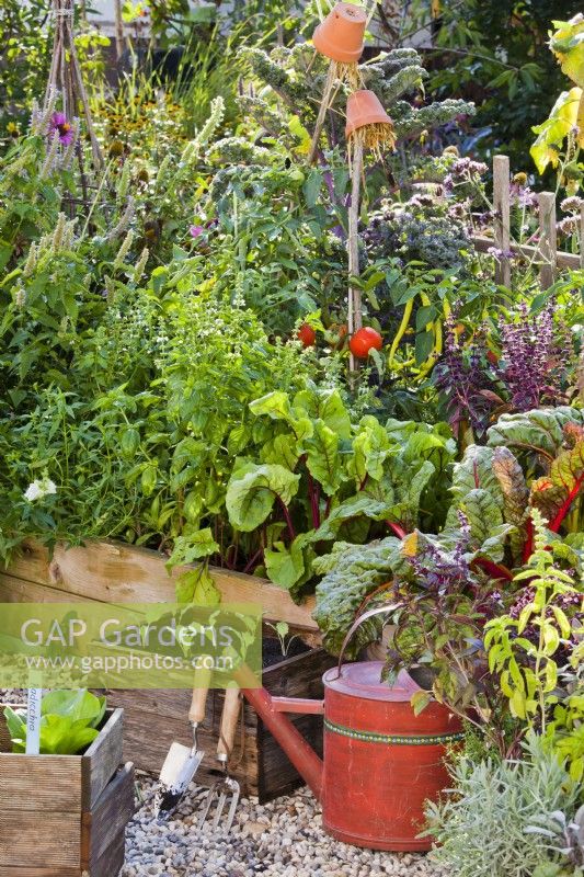 Kitchen garden with containers and raised bed full of growing herbs and vegetables including Swiss chard, beetroot, basil, peppers, tomatoes and curly kale.