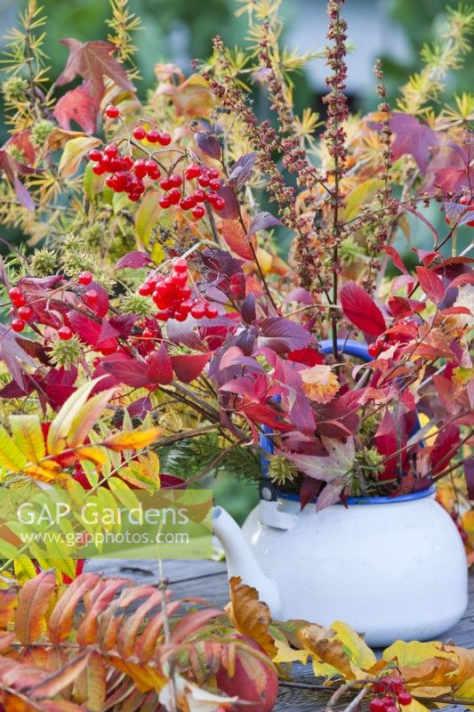 Autumnal bouquet in enamel teapot containing guelder rose and common larch.