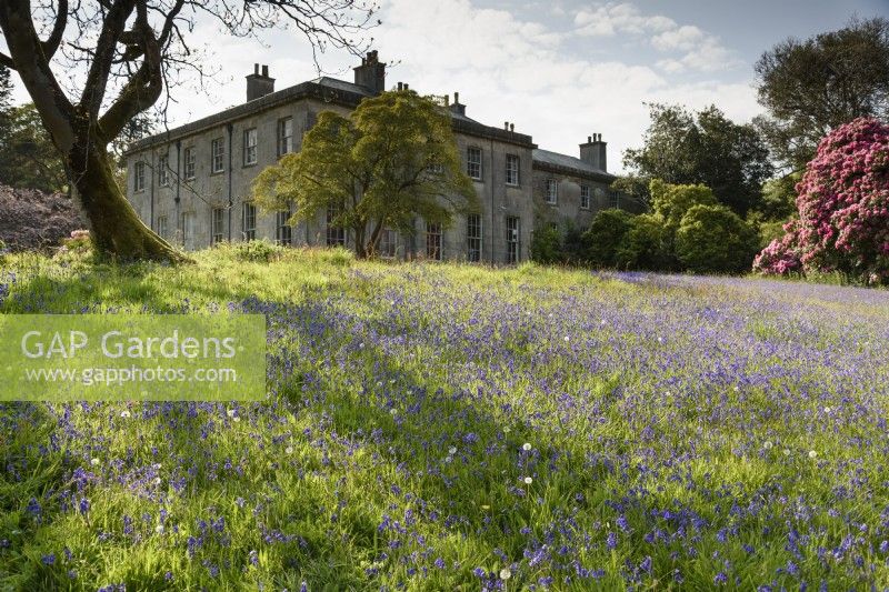 Grass below the house full of bluebells at Enys garden, Cornwall in early May