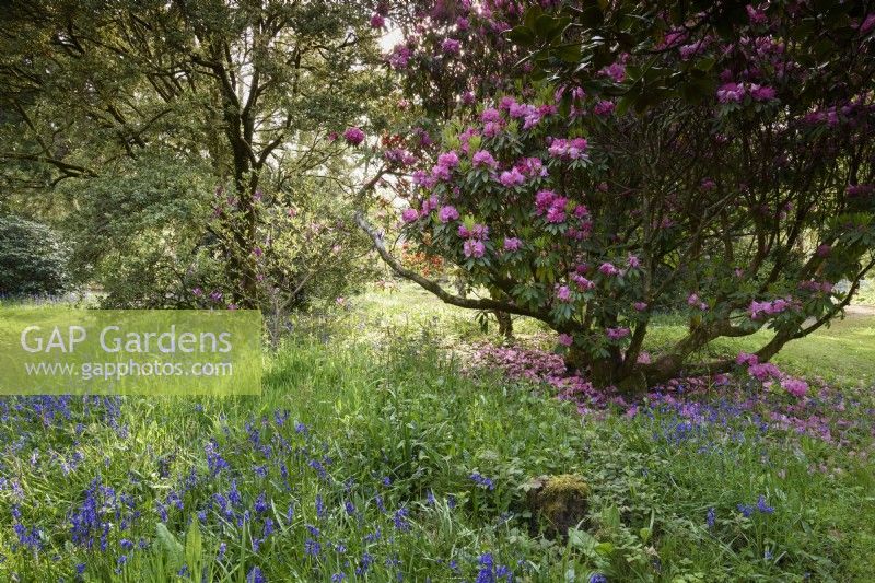 Bluebells amongst flowering shrubs at Enys garden in Cornwall in early May