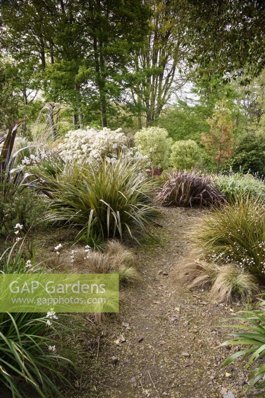 The New Zealand garden at Enys, Cornwall in early May including libertias, astelias and phormiums.