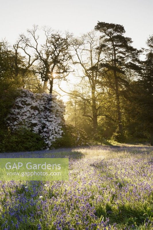 Morning sun filters through trees beside a meadow of bluebells at Enys garden, Cornwall in early May