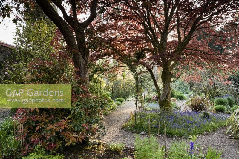 The Flower Garden at Enys, Cornwall in early May with bluebells below a coppery acer