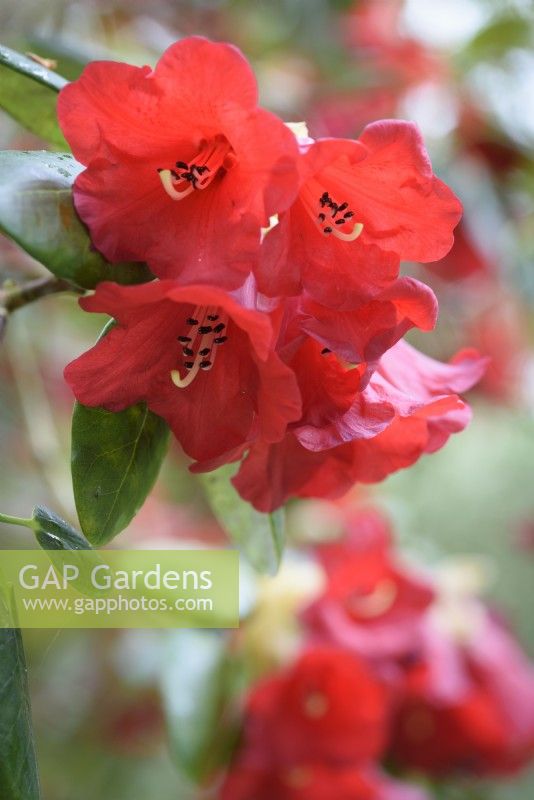 Red flowered Rhododendron thomsonii in May