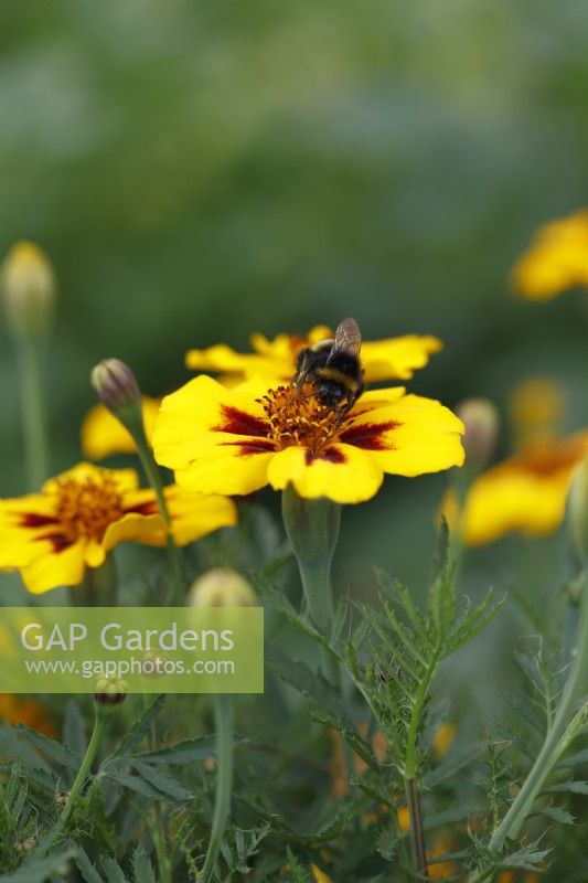 Bee on Tagetes patula 'Naughty Marietta'