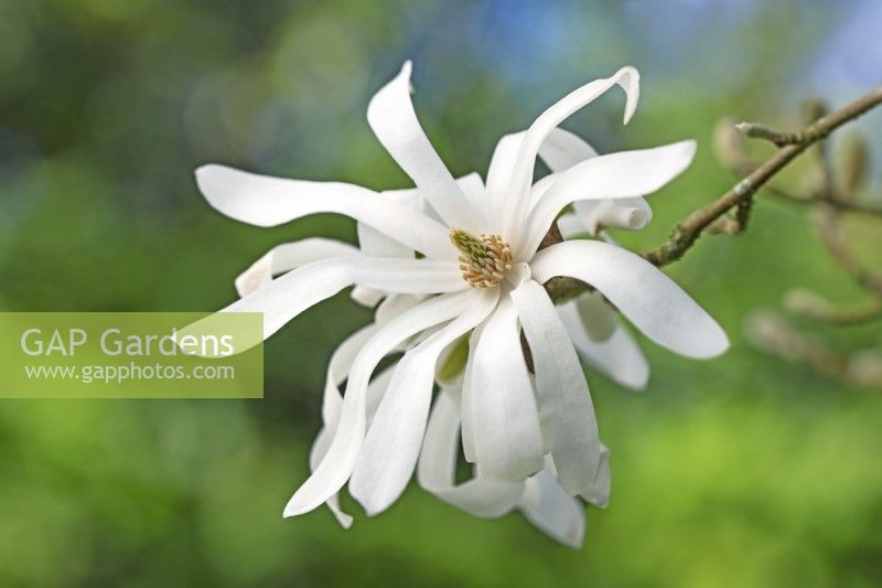 Magnolia 'Stellata' - March