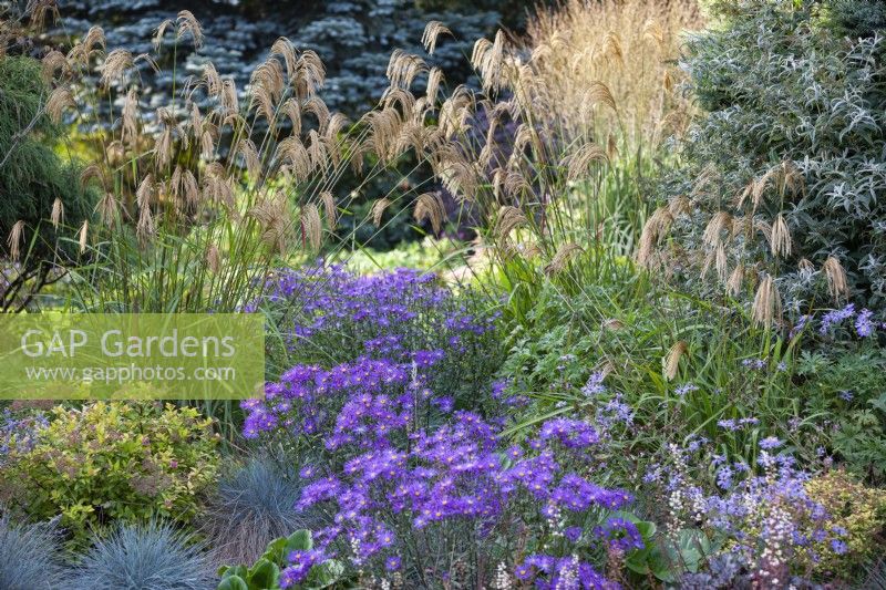 Aster amellus 'Veilchenkonigin' and Miscanthus nepalensis in mixed border. September.