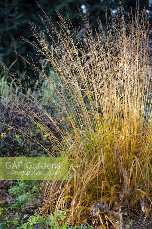 Molinia caerulea subsp. Arundinacea Skyracer, Purple moor-grass. 