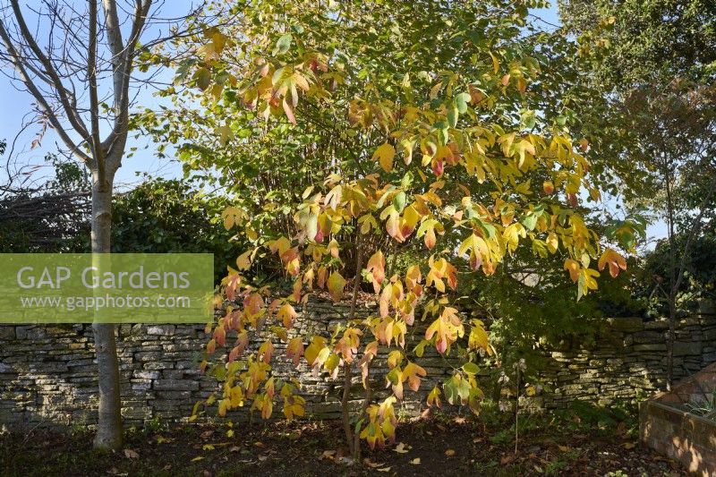 Sassafras albidum in front of a dry stone wall