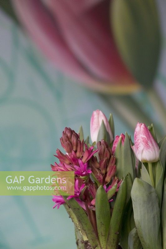 Painted Tulip on wooden wall of veranda and purple Hyacinth and white pink tulips.