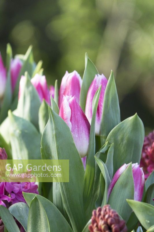 Hyacinth purple bright pink and pink white Tulips.