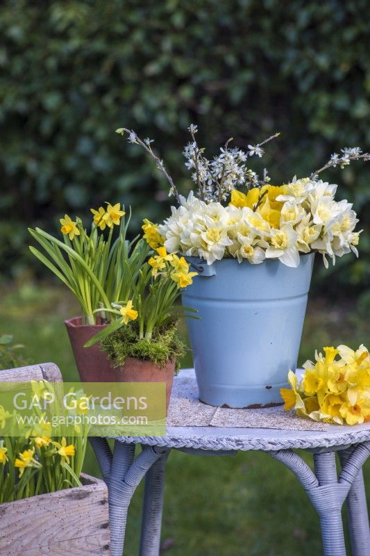 Bunches of white and yellow Narcissus displayed in pale blue enamel bucket and on table with pots of N. 'Tete a Tete'