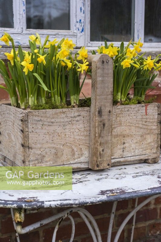 Narcissus 'Tete a tete' planted en masse in old wooden trug on white table