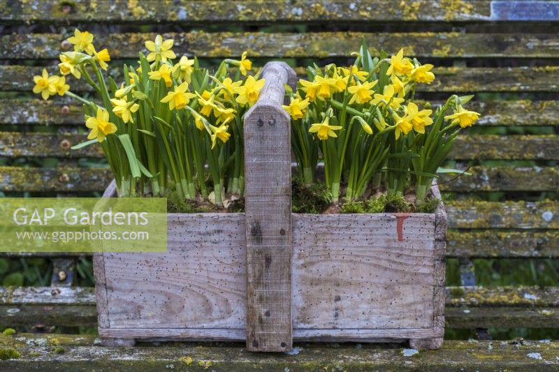 Narcissus 'Tete a tete' planted en masse in old wooden trug displayed on old bench