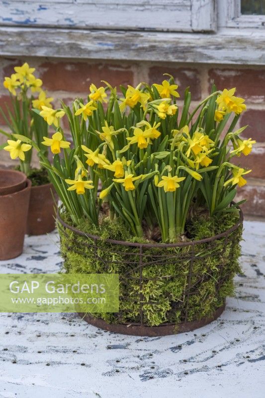 Narcissus 'Tete a tete' planted en masse in mossed rusty wire basket on white table