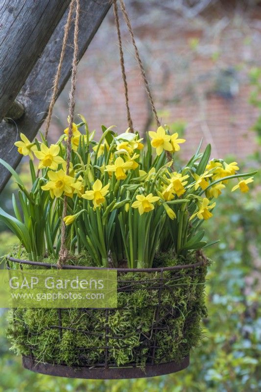 Narcissus 'Tete a tete' planted en masse in mossed rusty wire basket hanging basket