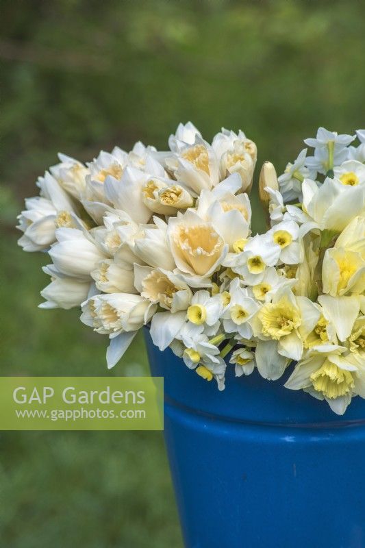 Mixed white, yellow and apricot selection of  Narcissus displayed in blue enamel bucket