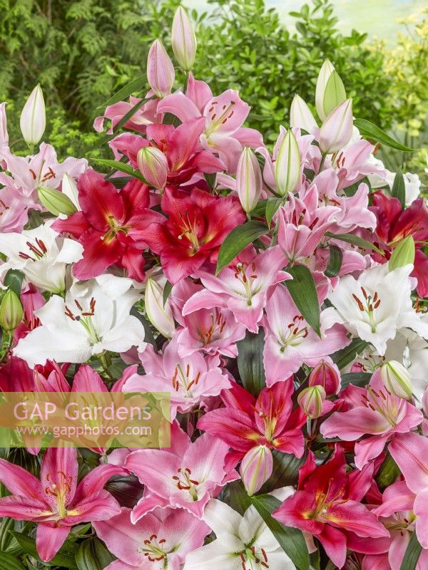 Bunch of cut stems to show colour range in Lilium Oriental mix, summer August 