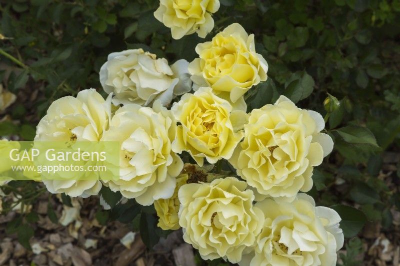 Rosa 'Yellow Submarine' - Floribunda Rose in summer