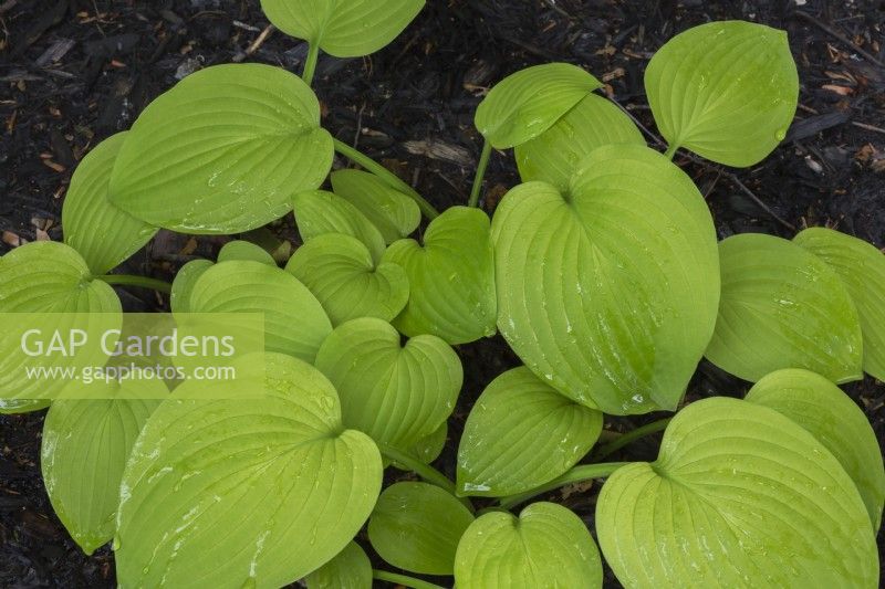 Hosta x hybrida 'August Moon' with water droplets in black mulch border in summer