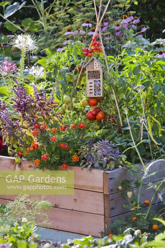 Insects house hanging from tomato cane support in raised bed with basil, French marigold, purple sage and tomatoes.