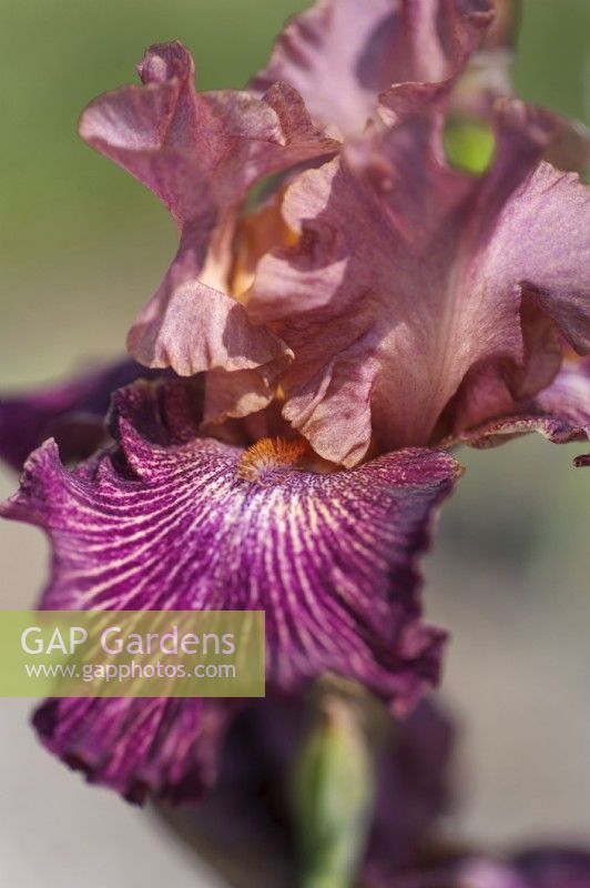 Tall Bearded Iris 'Artistic Web' - Hybridizer Richard Tasco, 2010
