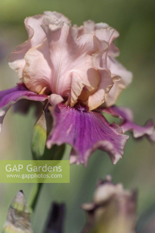 Tall Bearded Iris 'Annabelle Rose'  - Hybridizer Schreiner, 2010