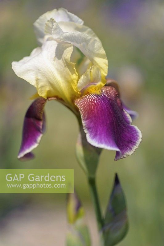 Historic Tall bearded Iris 'Shah Jehan' Hybridizer: E. W. Neel, 1932