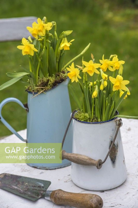 Narcissus 'Tete a tete' displayed in enamel containers on garden table