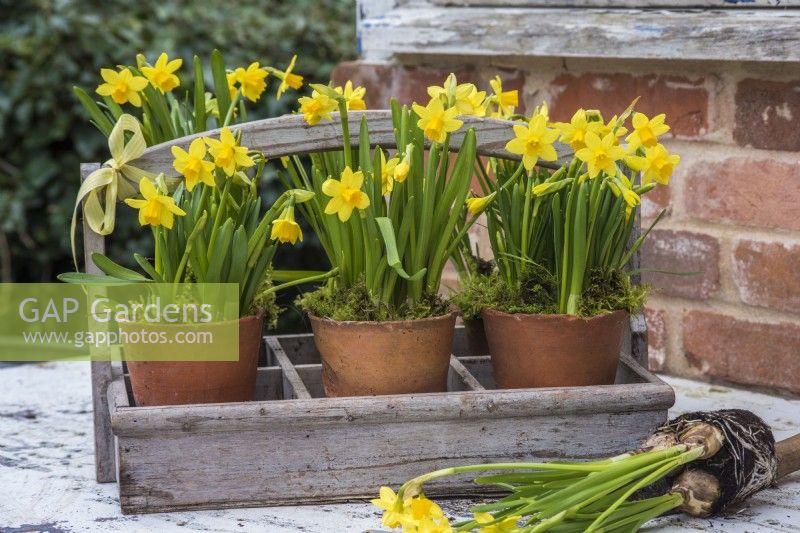 Terracotta pots of Narcissus 'Tete a tete' displayed in wooden trug on white table