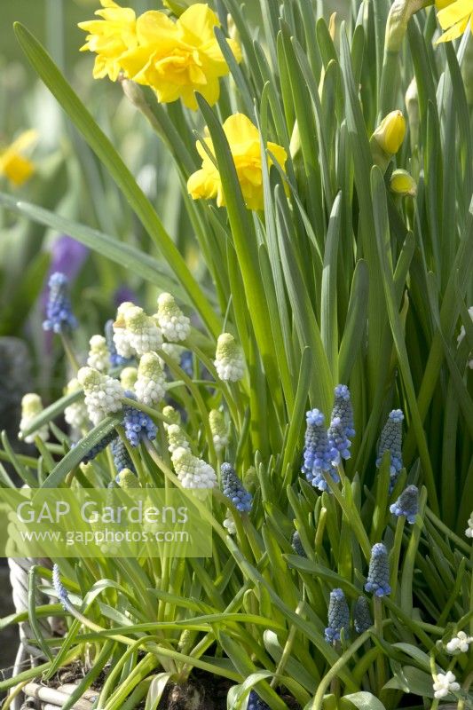 Yellow Daffodils and blue and white Muscari.