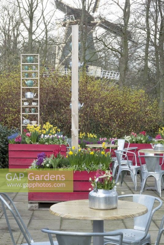 Wooden purple painted containers filled with Hyacinths, Muscari, Tulips and Daffodils. Decoration with kettles and teacups on terrace of tea garden at Keukenhof.