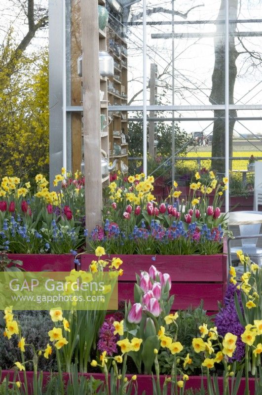 Wooden purple painted containers filled with Hyacinths, Muscari, Tulips and Daffodils in front of greenhouse.