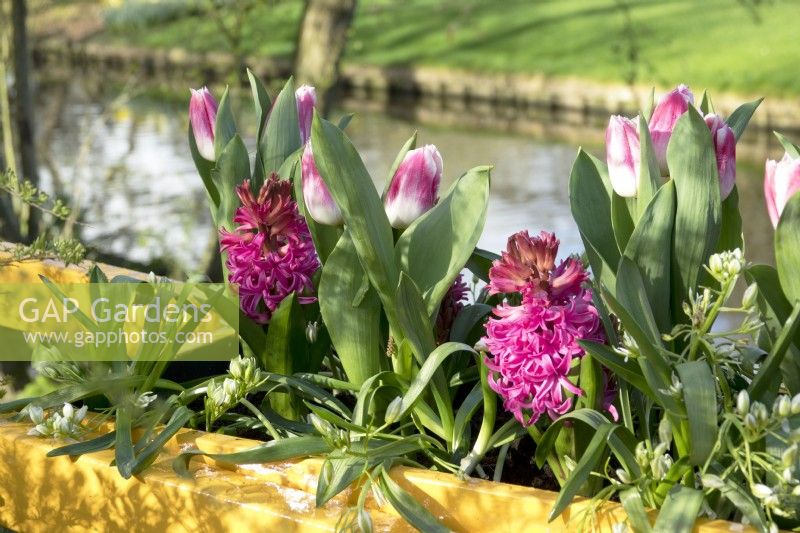 White Allium, Hyacinth purple bright pink and pink white Tulips in yellow container.
