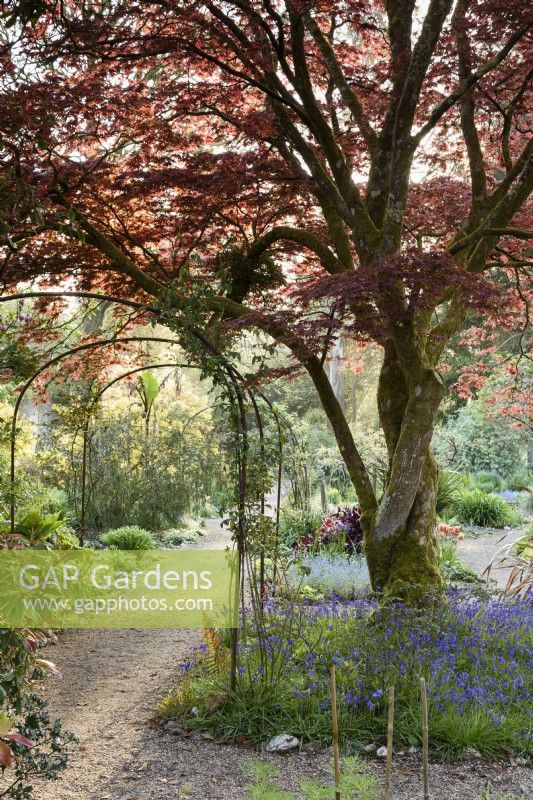 The Flower Garden at Enys, Cornwall in early May with bluebells below a coppery acer