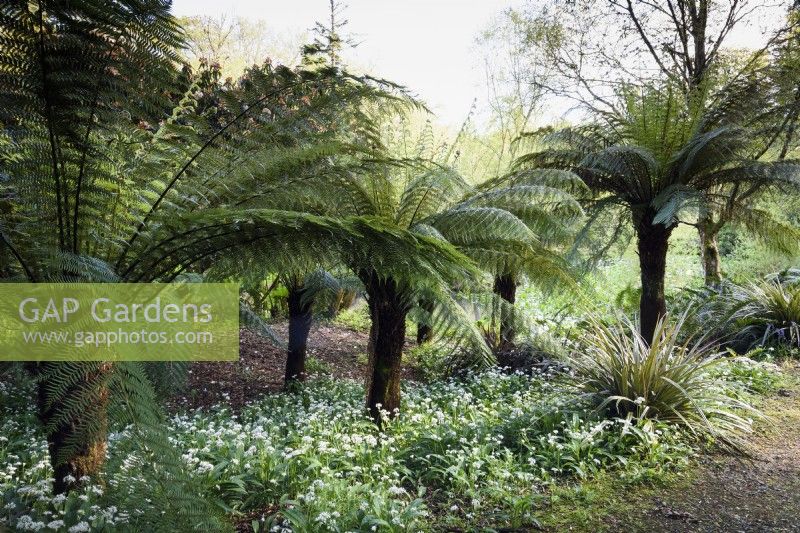 Dicksonia antarctica, tree ferns, with astelias in early May