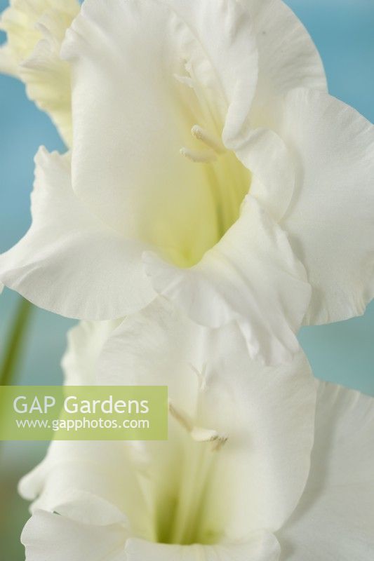 Gladiolus  'Essential'  Sword lily  August