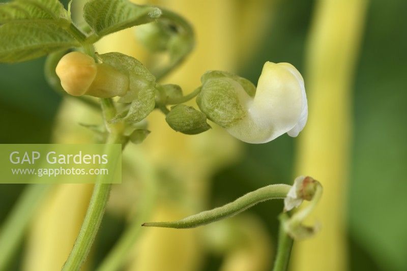 Phaseolus  vulgaris  'Kentucky Wonder Wax'  Climbing French beans  Flowers and young bean  September