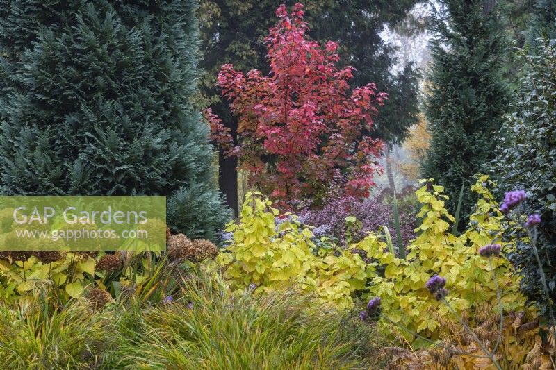 Acer rubrum 'Brandywine', Cornus sanguinea 'Midwinter Fire' and Hydrangea arborescens Annabelle in mixed border. 