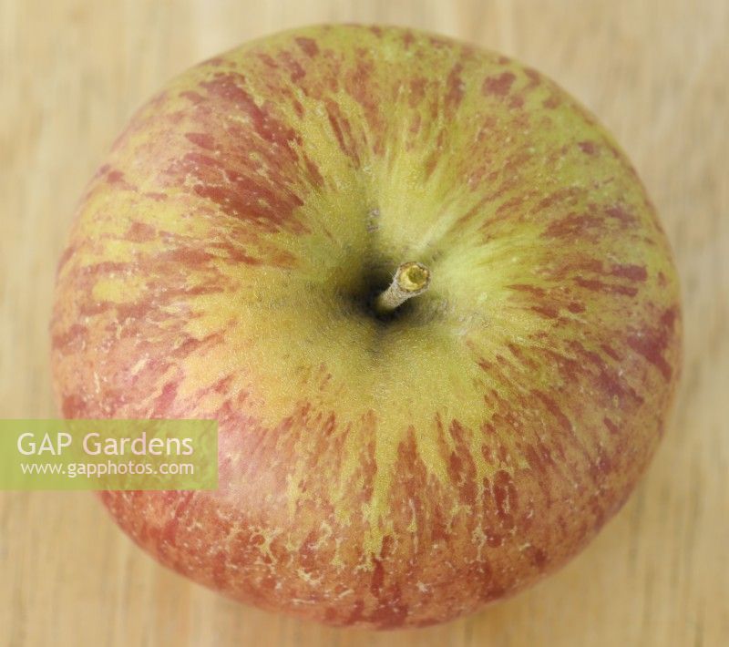 Malus domestica  'Ellison's Orange'  Picked apple  August