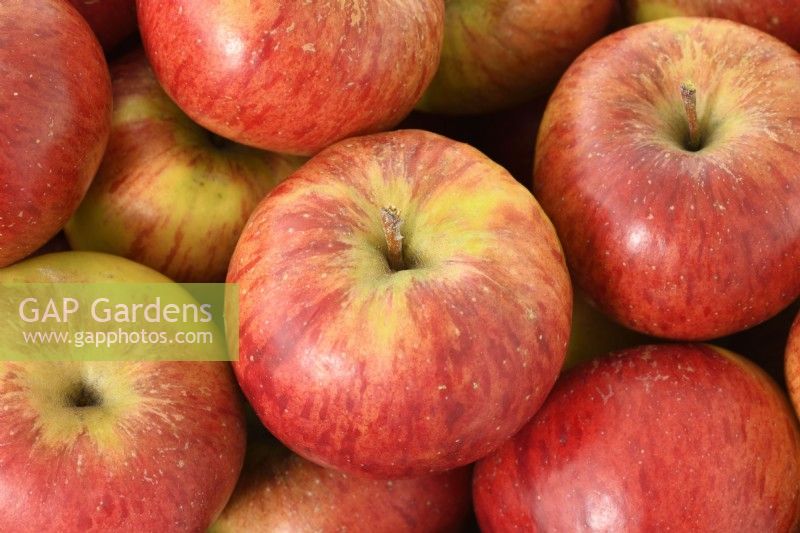 Malus domestica  'Ellison's Orange'  Picked apples  October