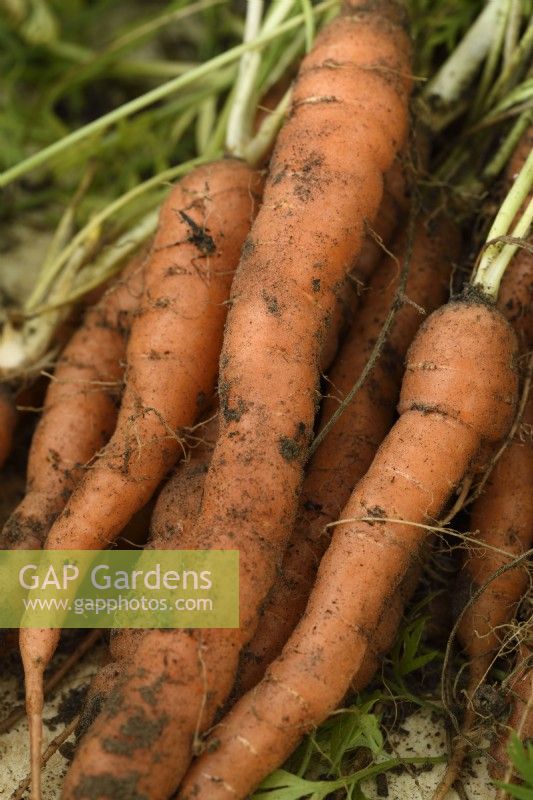 Daucus carota  'Little Finger'  Freshly lifted carrots  September