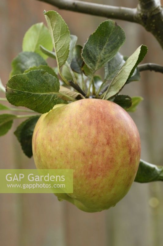 Malus domestica  'James Grieve'  Apple  September
