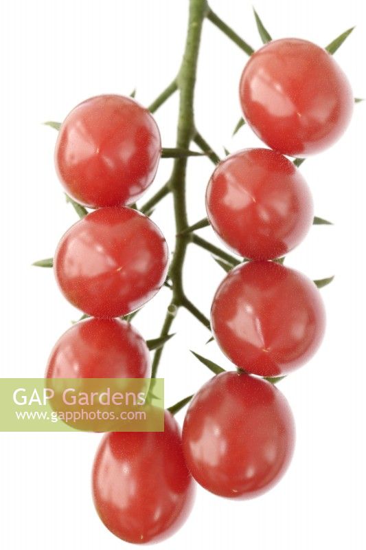 Solanum lycopersicum  'Pink Grape'  Cherry tomatoes  Syn. Lycopersicon esculentum  August