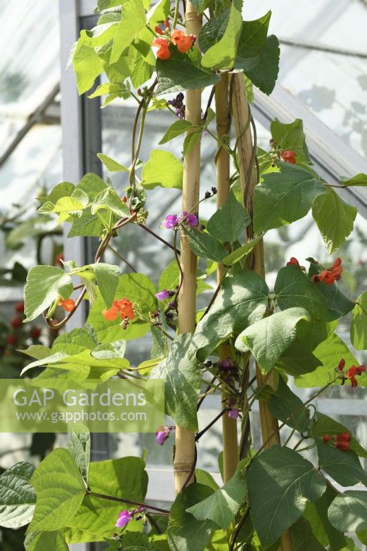 Phaseolus vulgaris and Phaseolus coccineus  Runner beans and French climbing beans growing up canes outside greenhouse  August
