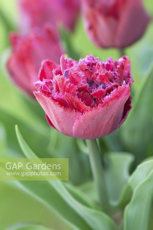 Tulipa 'Cranberry Thistle' - Apri