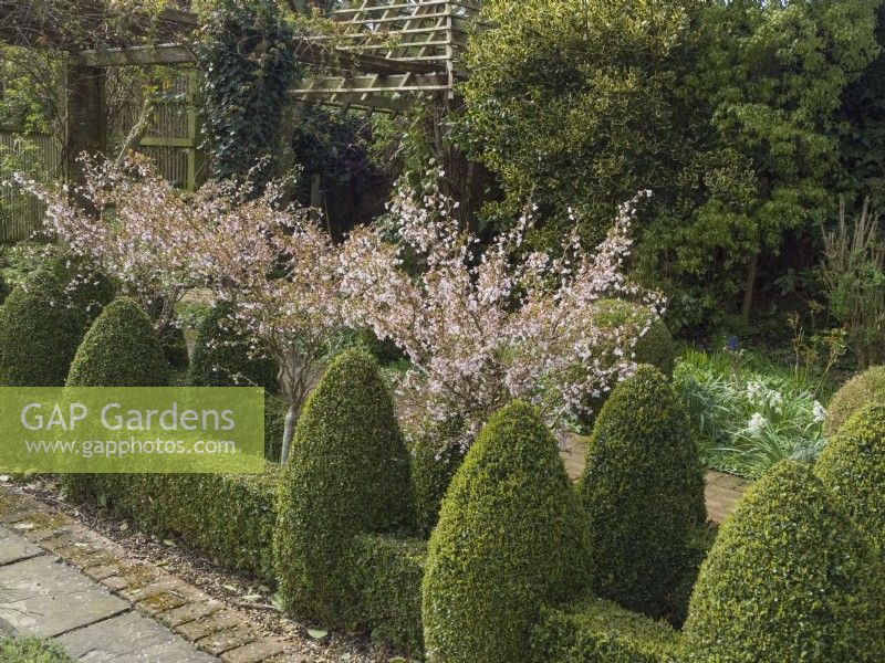 Clipped Buxus topiary and Prunus nipponica 'Brilliant'